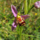 Orchis abeille Pte de la Torche 06/13