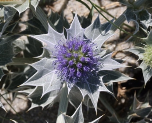 Eryngerium maritimum Penvins 06/19