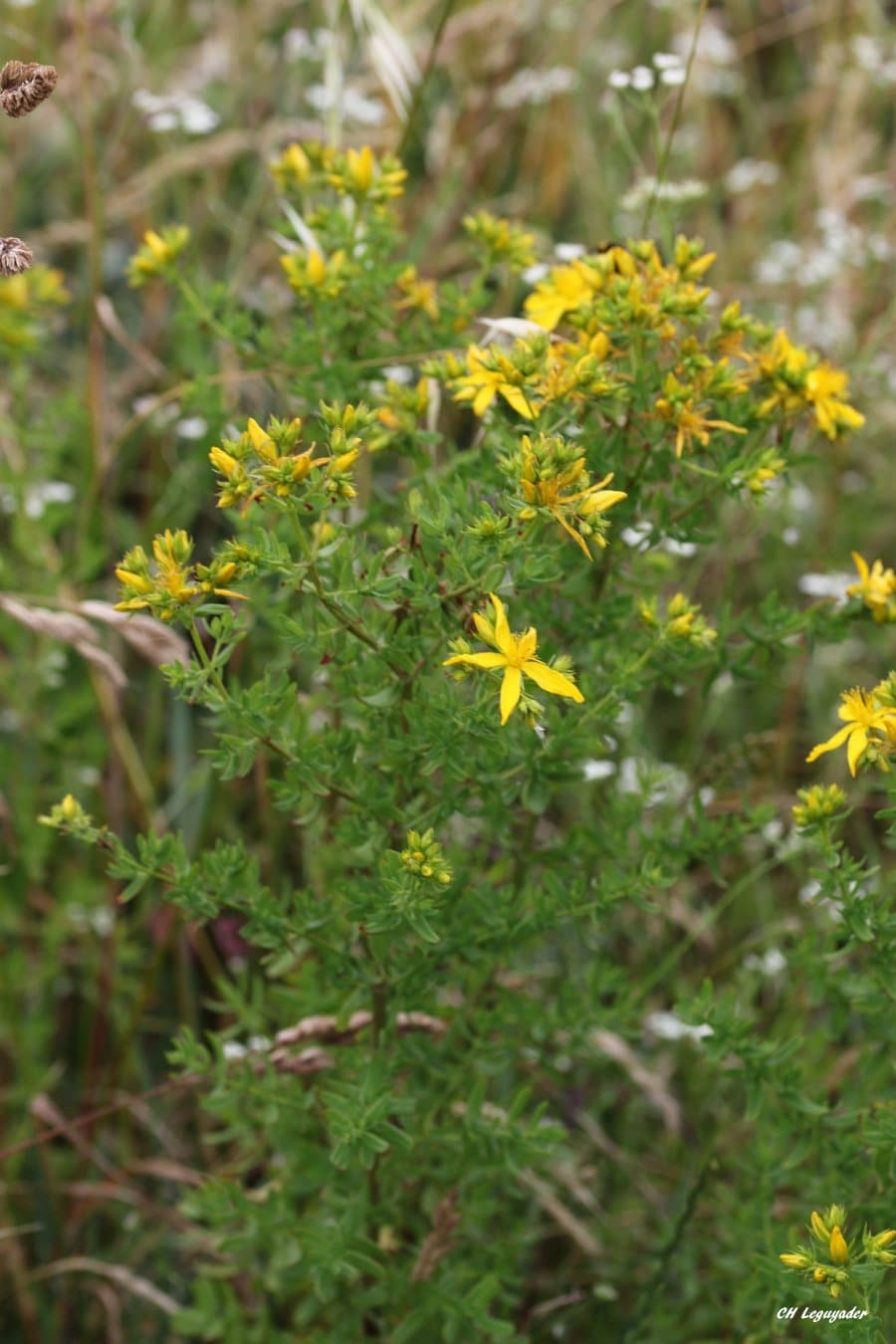 Hyperecum perforatum Penvins 06/19