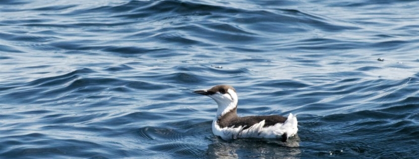 Guillemot de troïl Mor-Braz 08/19