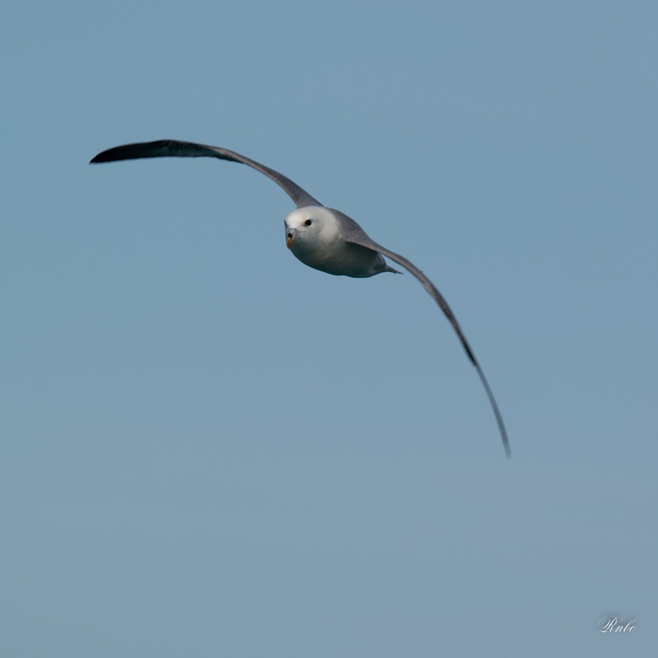 Fulmar Boréal