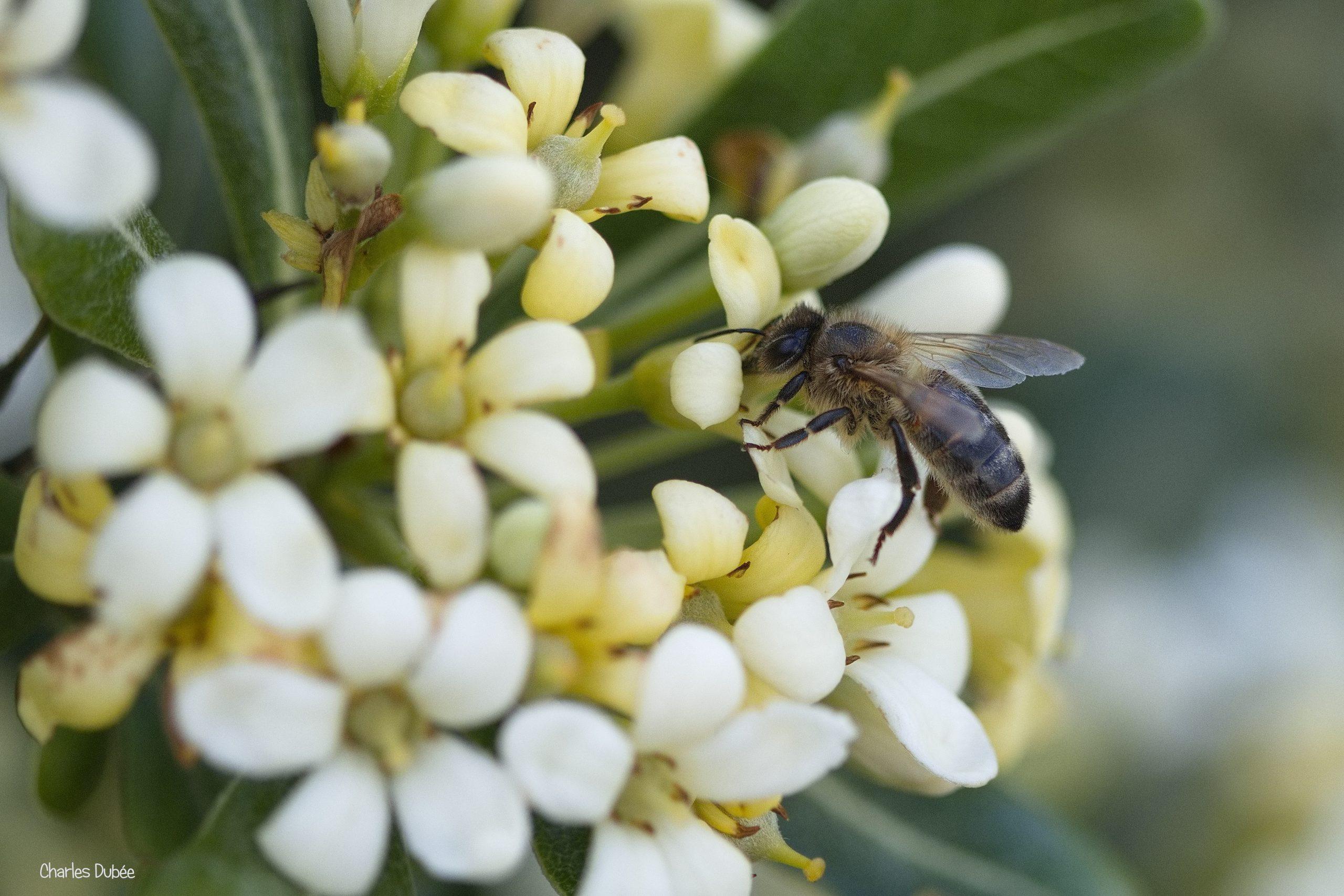 Abeille 05-26 Vannes