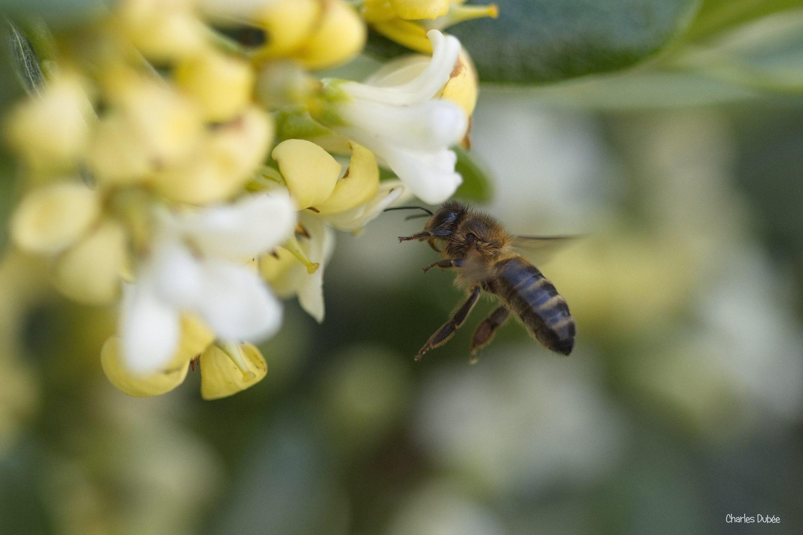 Abeille 05-26 Vannes