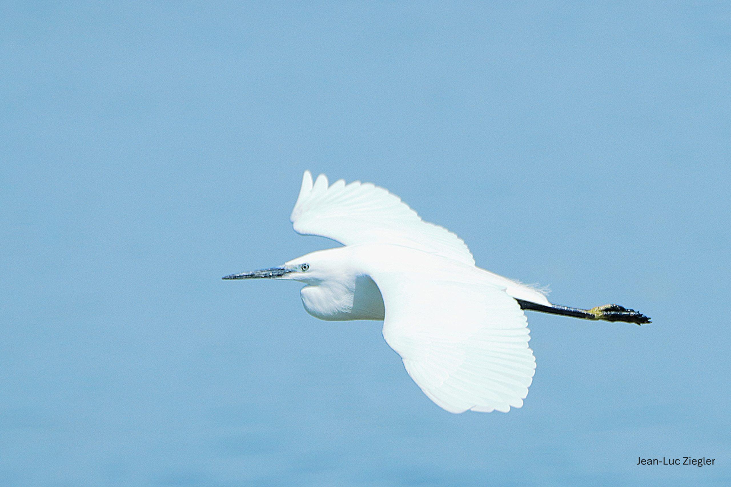 Aigrette garzette 05-26 Séné