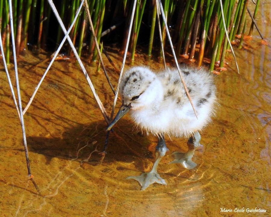Avocette poussin 05-26 Sarzeau