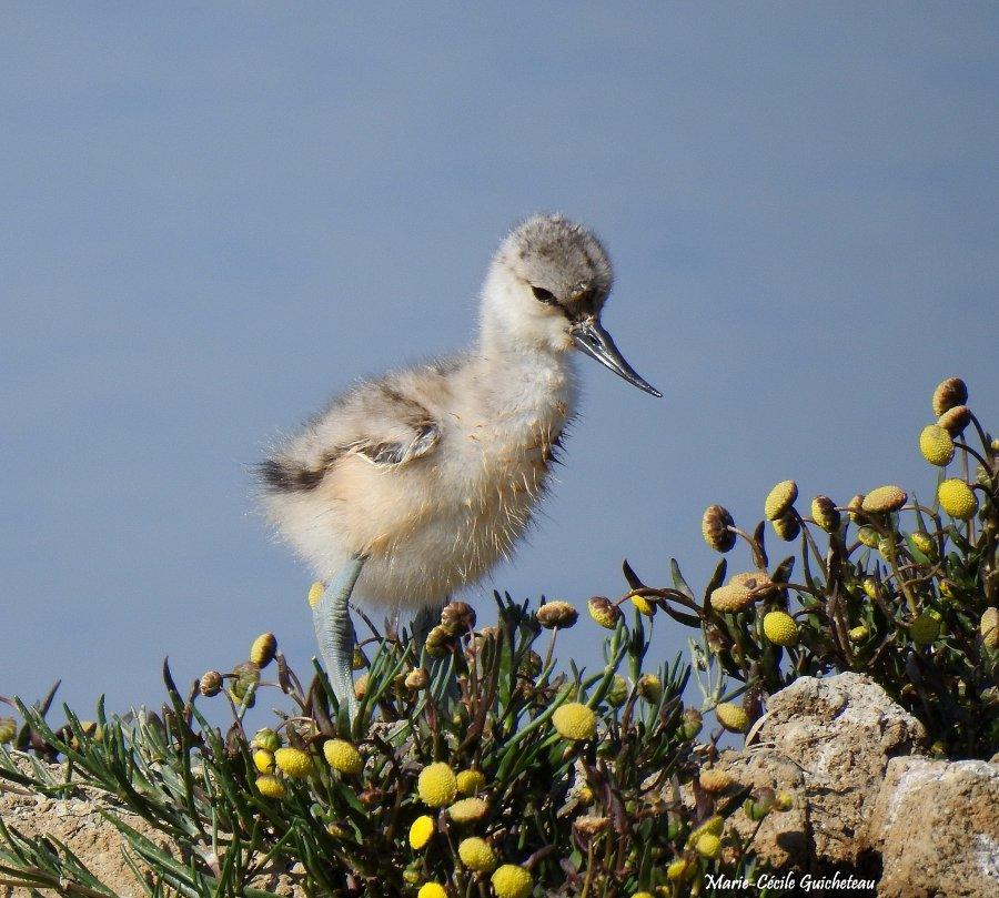 Avocette poussin 05-26 Sarzeau