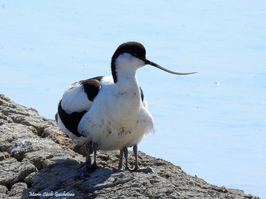 Avocette protectrice 05-26 Sarzeau