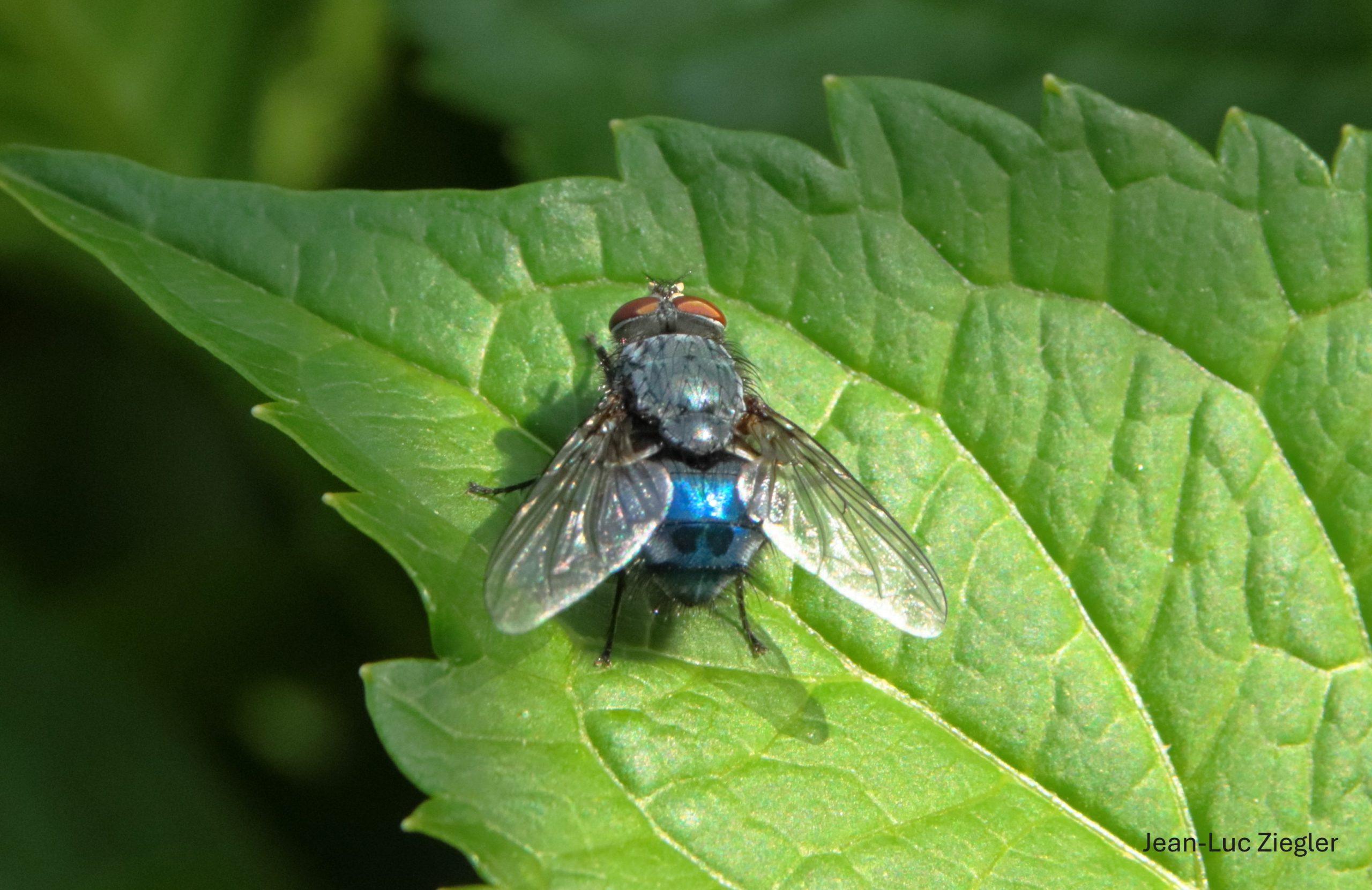 Calliphora vicina (mouche bleue) 05-26 Tréffléan