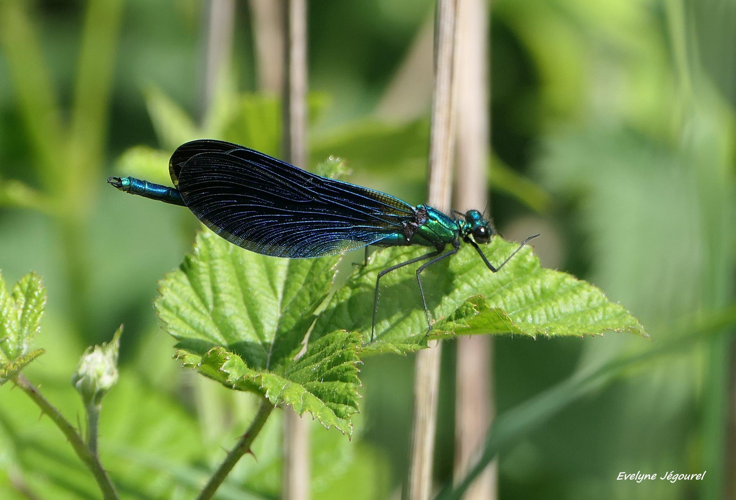 Calopteryx vierge mâle 05-26 Vannes