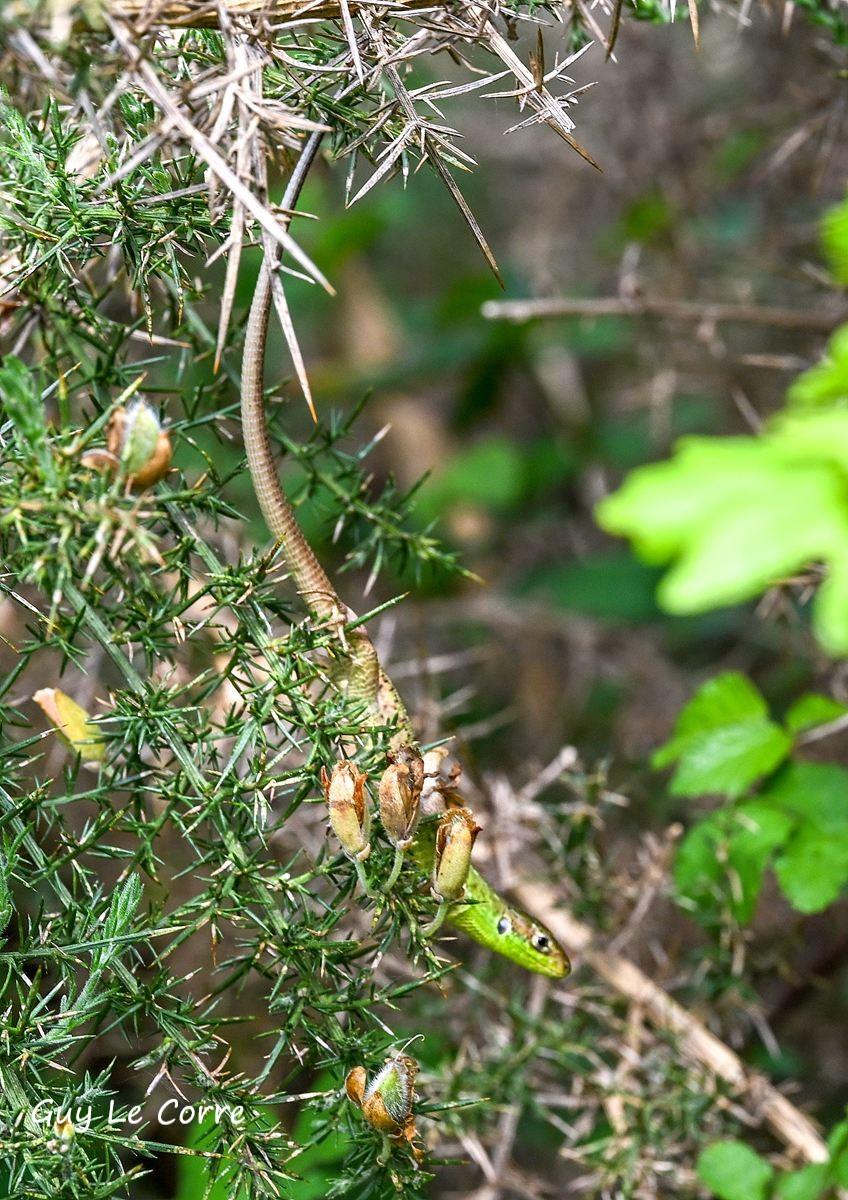 Lézard vert 04-26 Séné