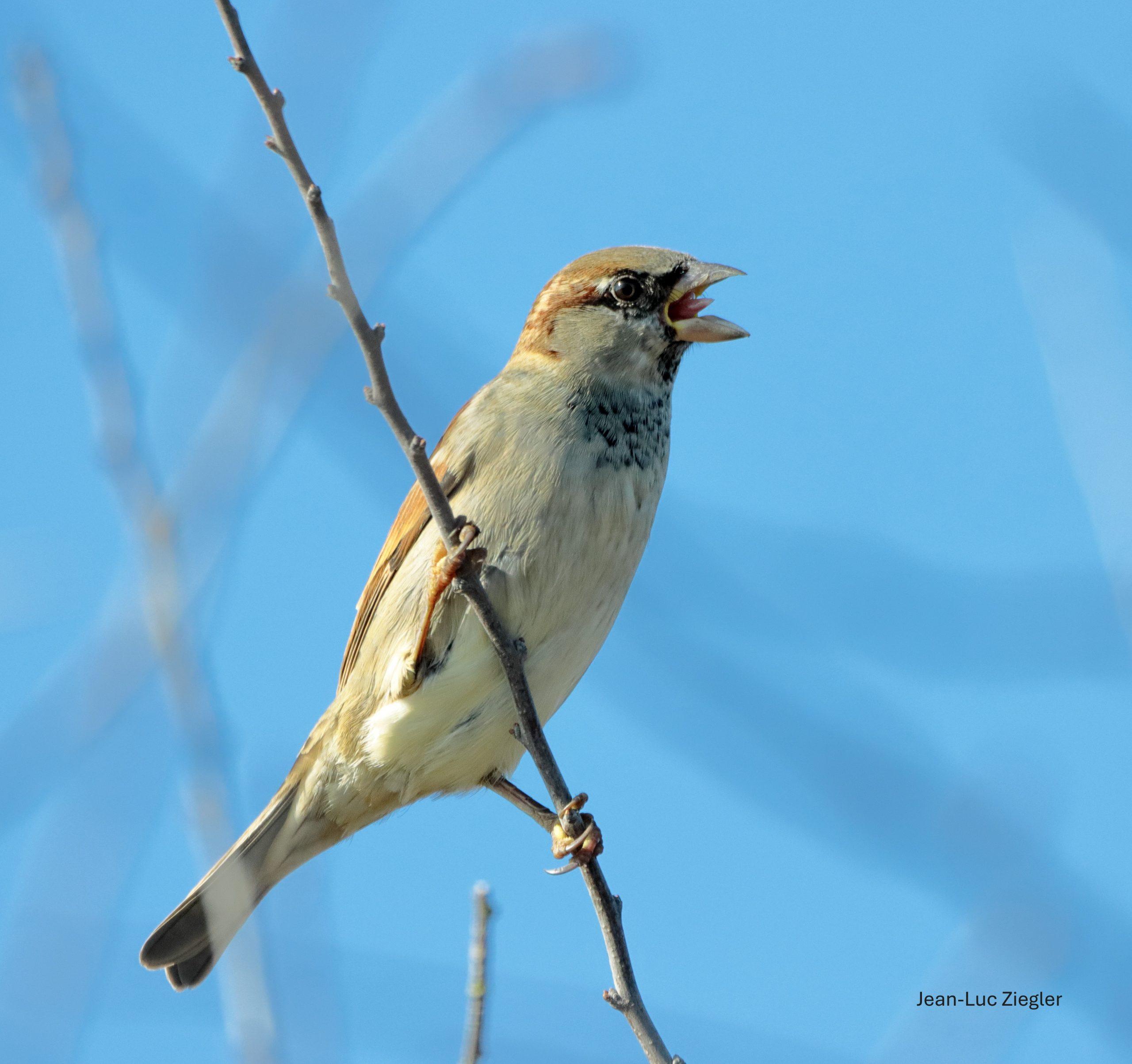 Moineau domestique mâle 05-26 Tréffléan