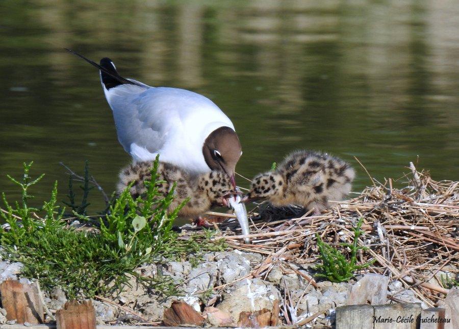 Mouette rieuse 05-26 Sarzeau