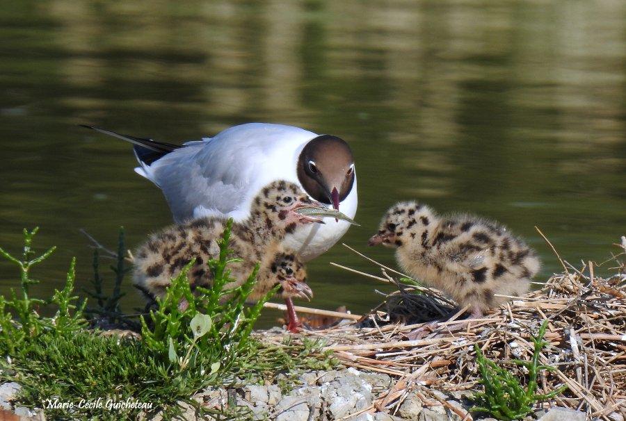 Mouette rieuse 05-26 Sarzeau