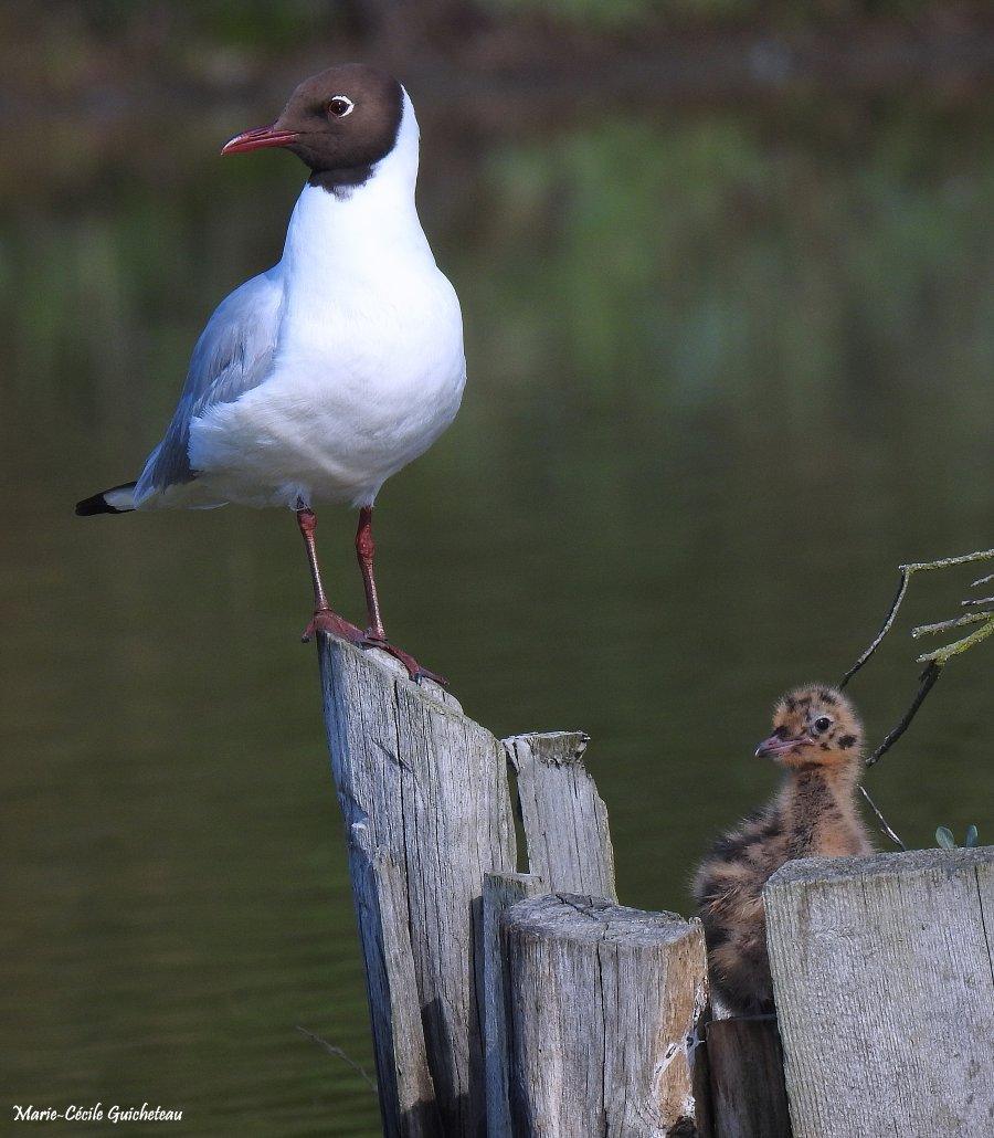 Mouette rieuse et son poussin 05-26 Sarzeau