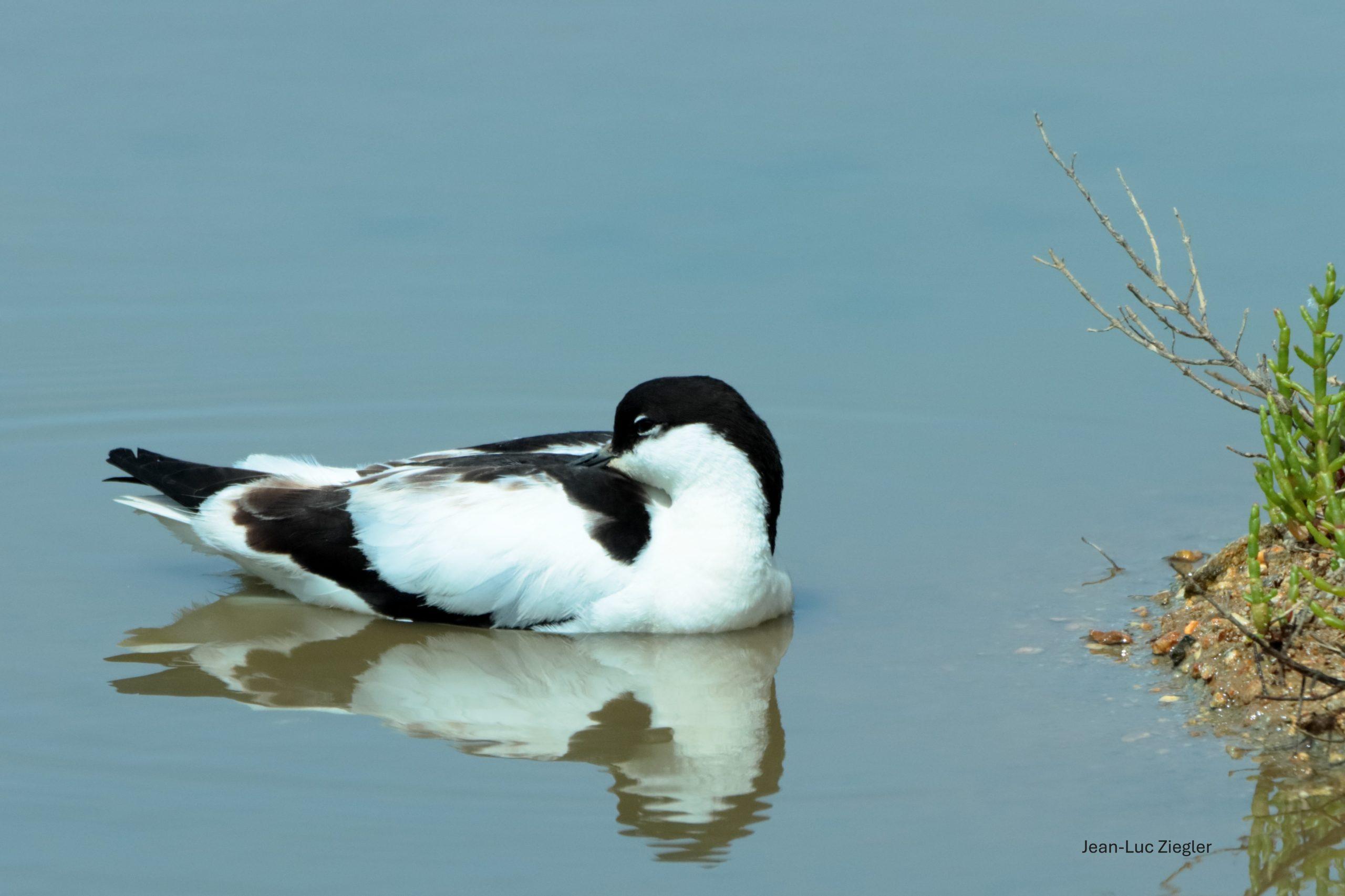 Avocette 06-26 Sarzeau
