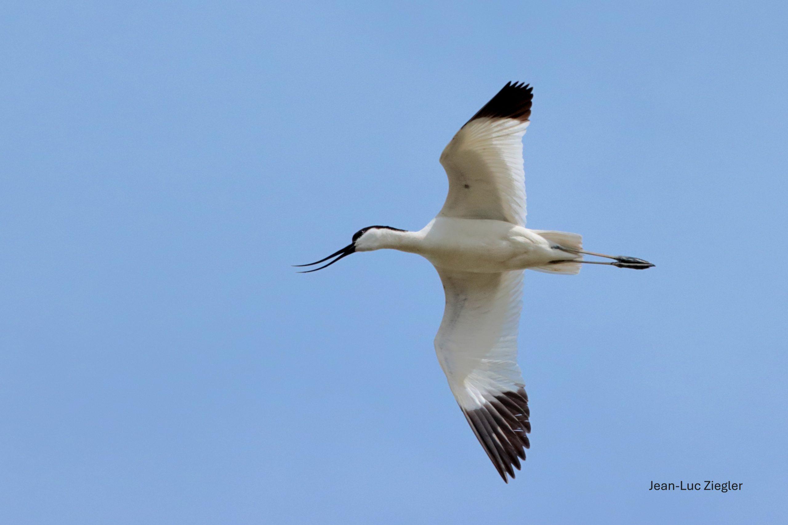 Avocette élégante 06-26 Sarzeau