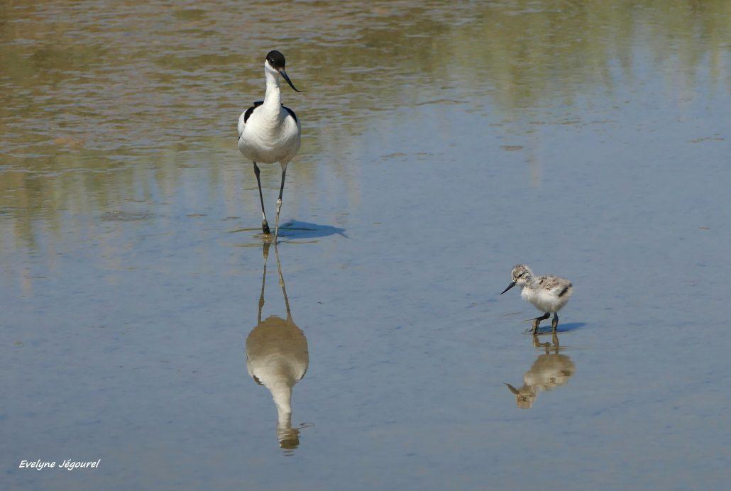 Avocette élégante et juvénile 05-26 Sarzeau