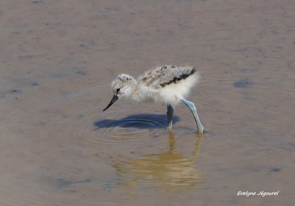 Avocette élégante juvénile 05-26 Sarzeau