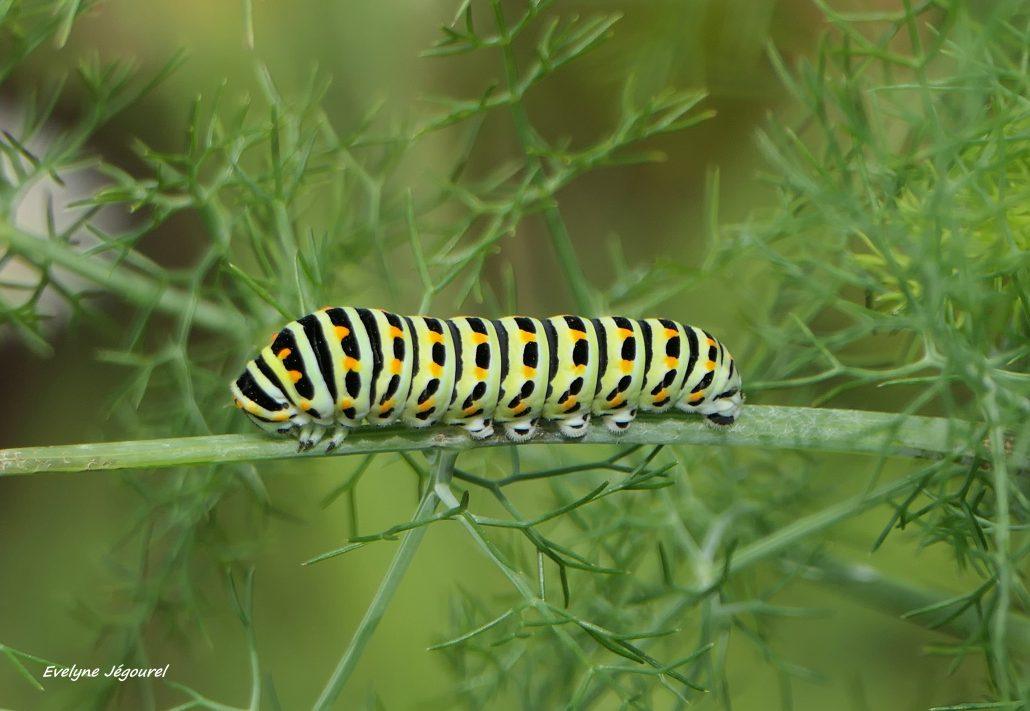 Chenille de machaon 05-26 Séné