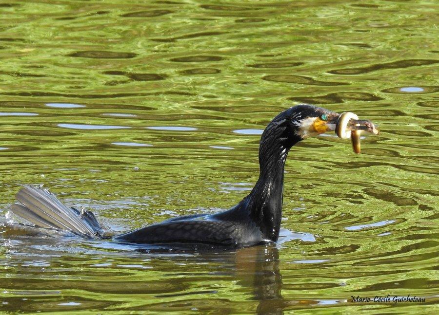 Grand cormoran 06-26 Arzon