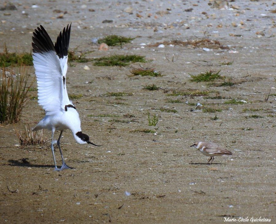 Intimidation de l'avocette en retour 06-26 Arzon