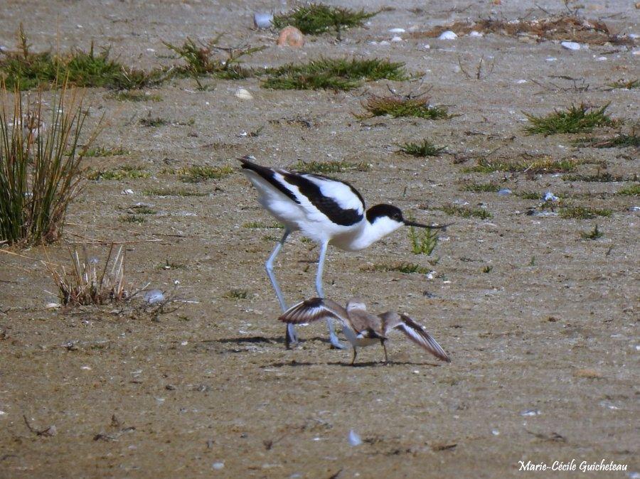 Intimidation du gravelot à collier interrompu 06-26 Arzon