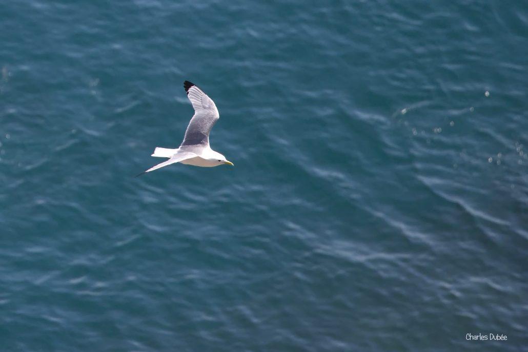 Mouette tridactyle 05-26 Cap Fréhel