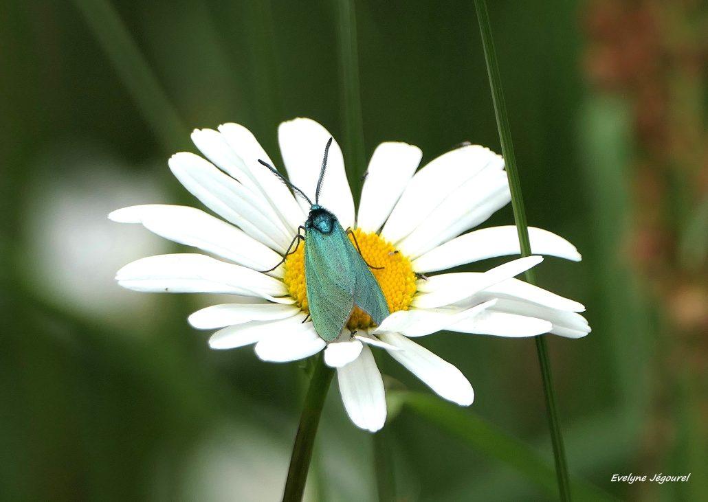 Procris de l'oseille (ou Turquoise) 05-26 Séné