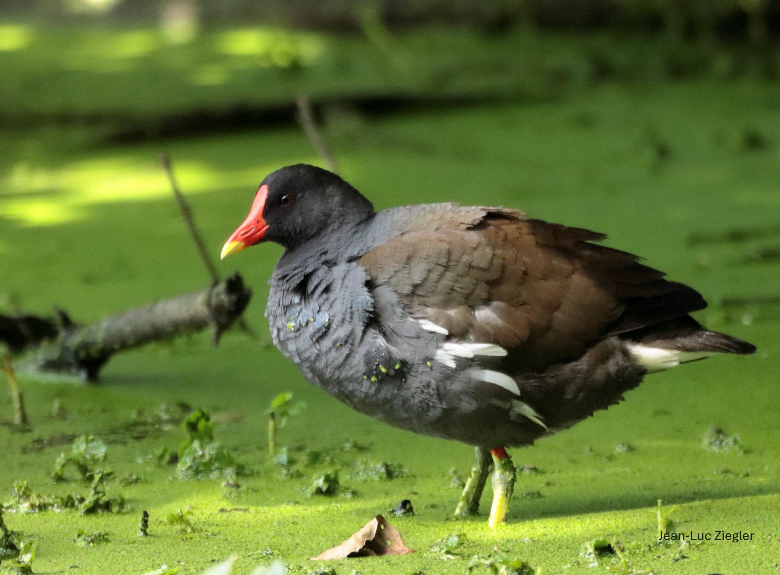 Gallinule poule d'eau 06-26 Tréffléan