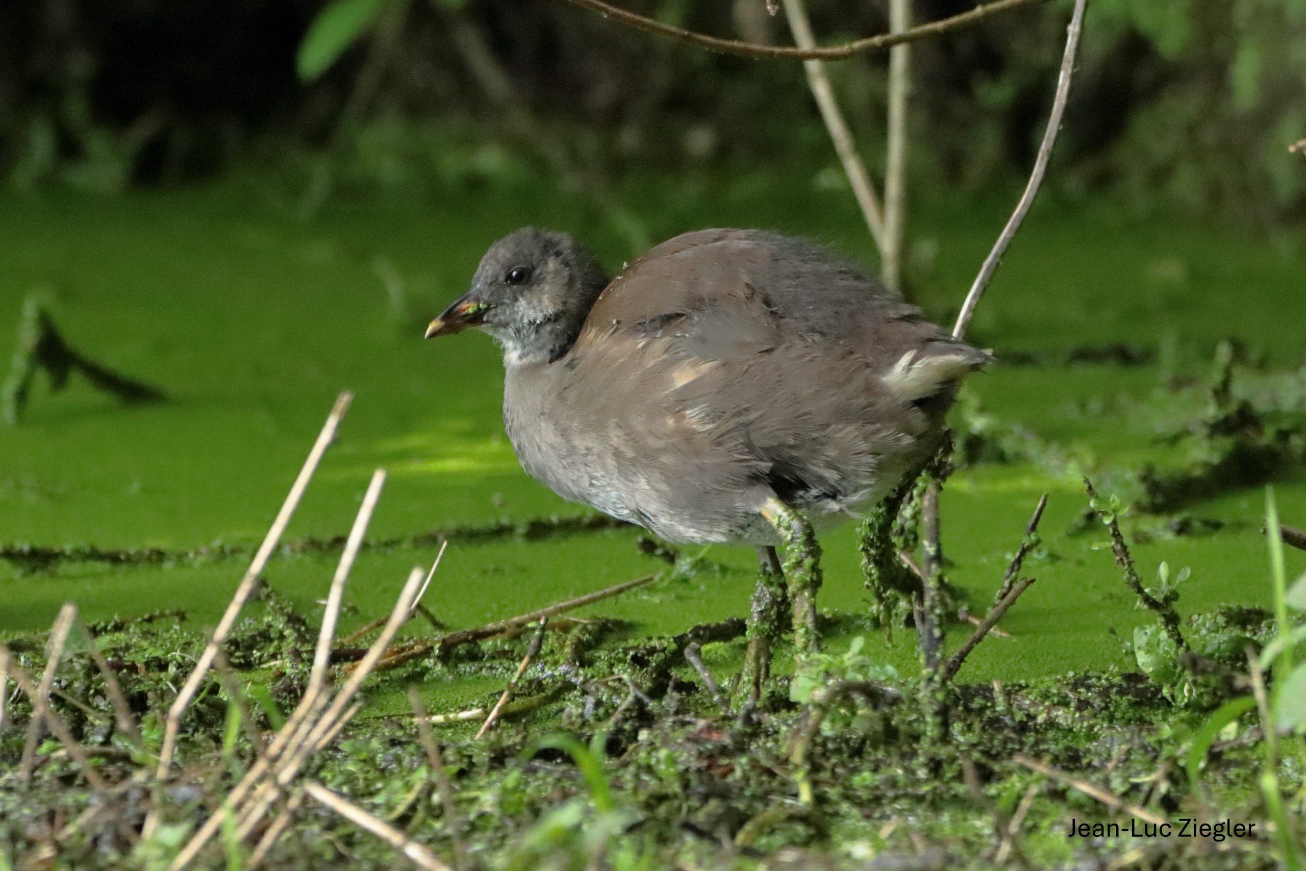 Gallinule poule d'eau juvénile 06-26 Tréffléan