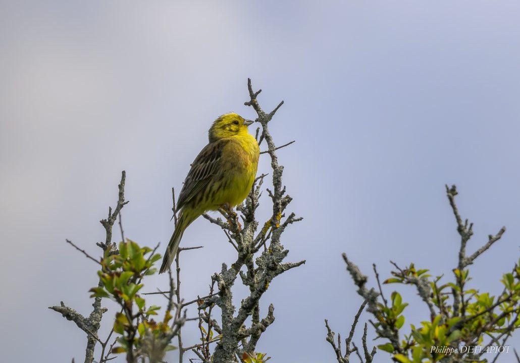 Bruant jaune 06-26 Baie d'Audierne