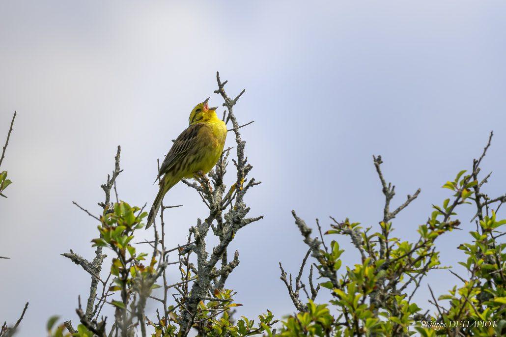 Bruant jaune 06-26 Baie d'Audierne