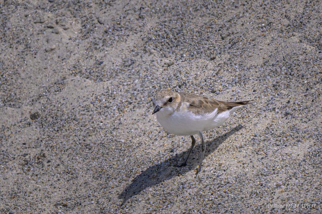 Gravelot à collier interrompu 06-26 Baie d'Audierne