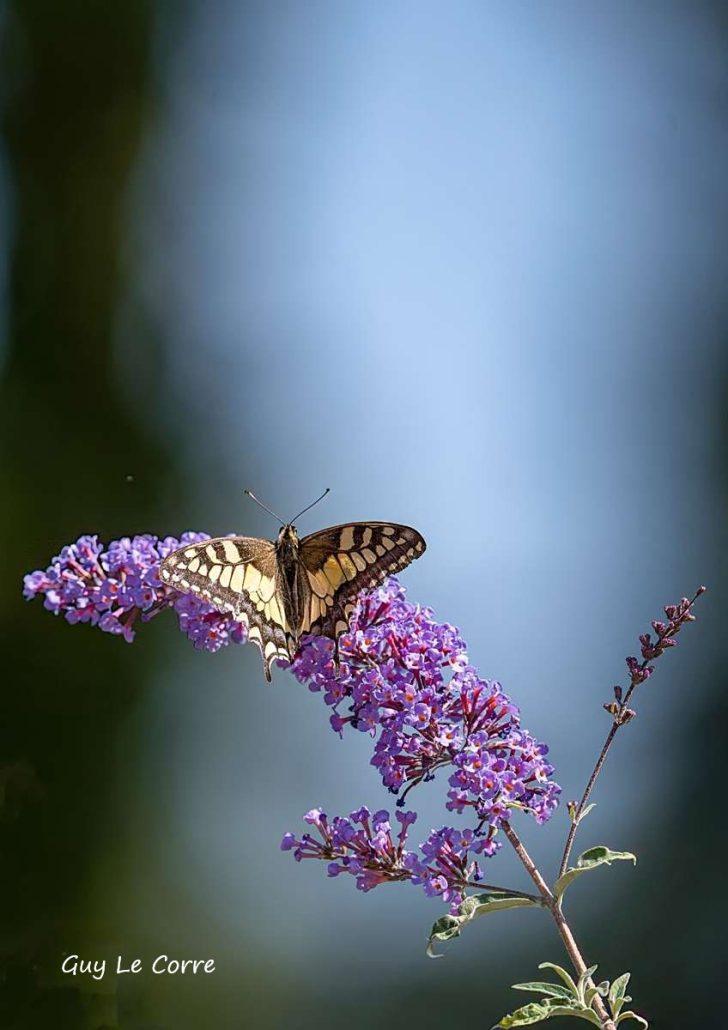Machaon 07-26 Séné