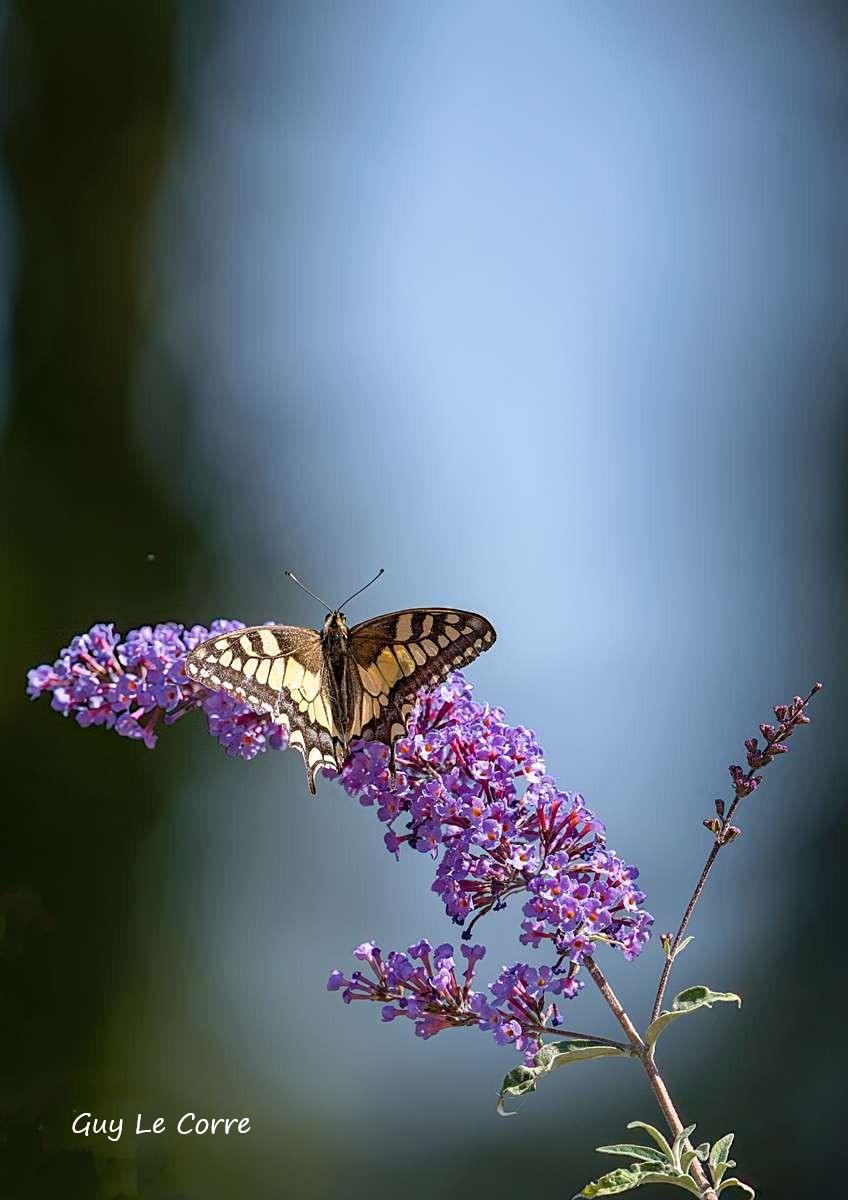 Machaon 07-26 Séné