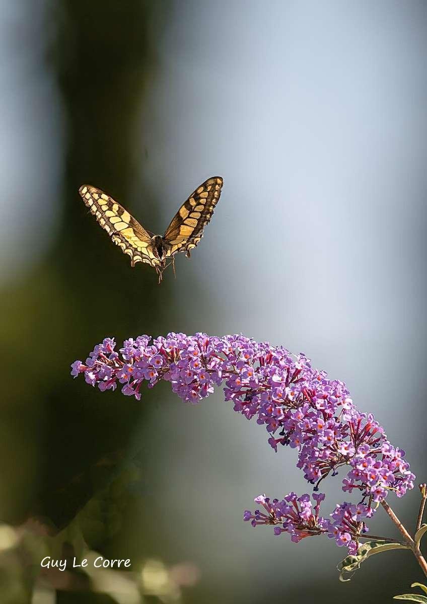 Machaon en vol 07-26 Séné