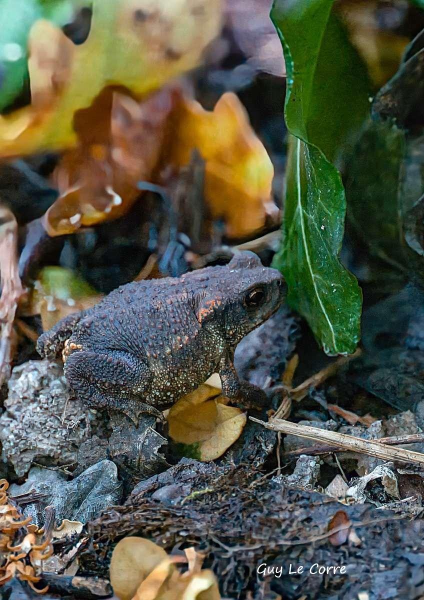 Crapaud commun 08-26 Séné