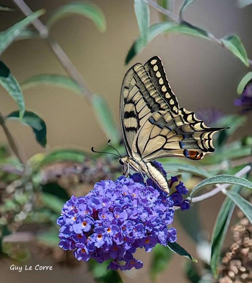 Le Machaon ailes ouvertes 08-26 Séné