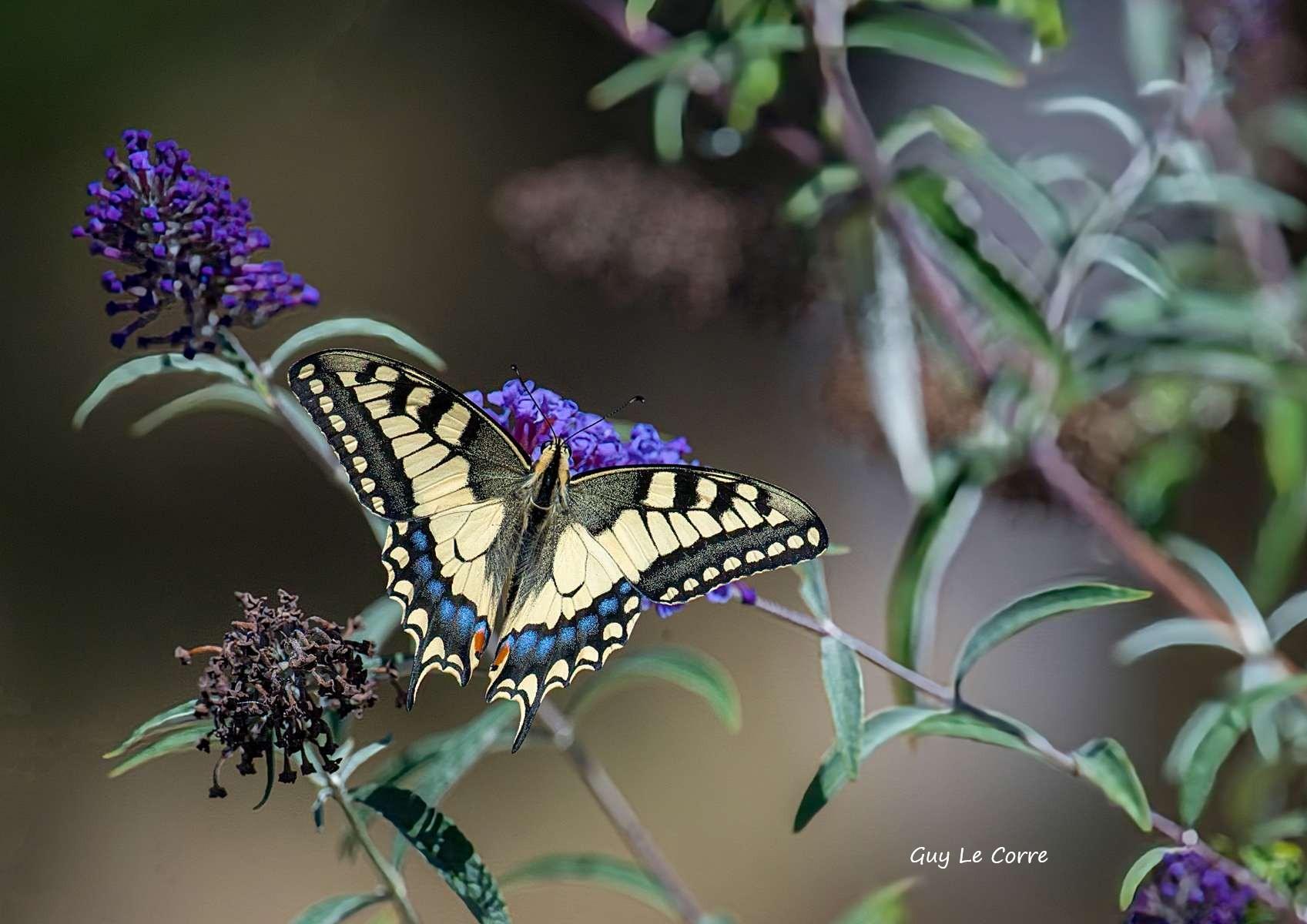 Le Machaon ailes ouvertes 08-26 Séné