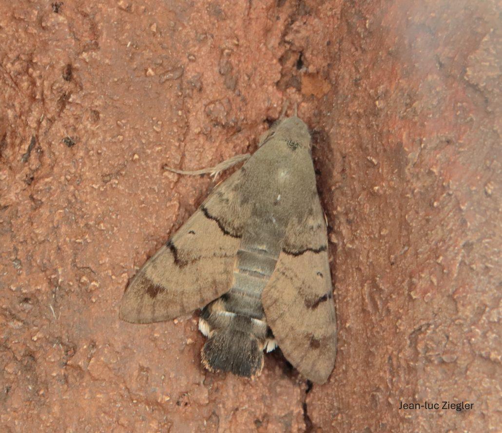 Moro-sphinx au repos 08-26 Saint-Gildas-de-Rhuys