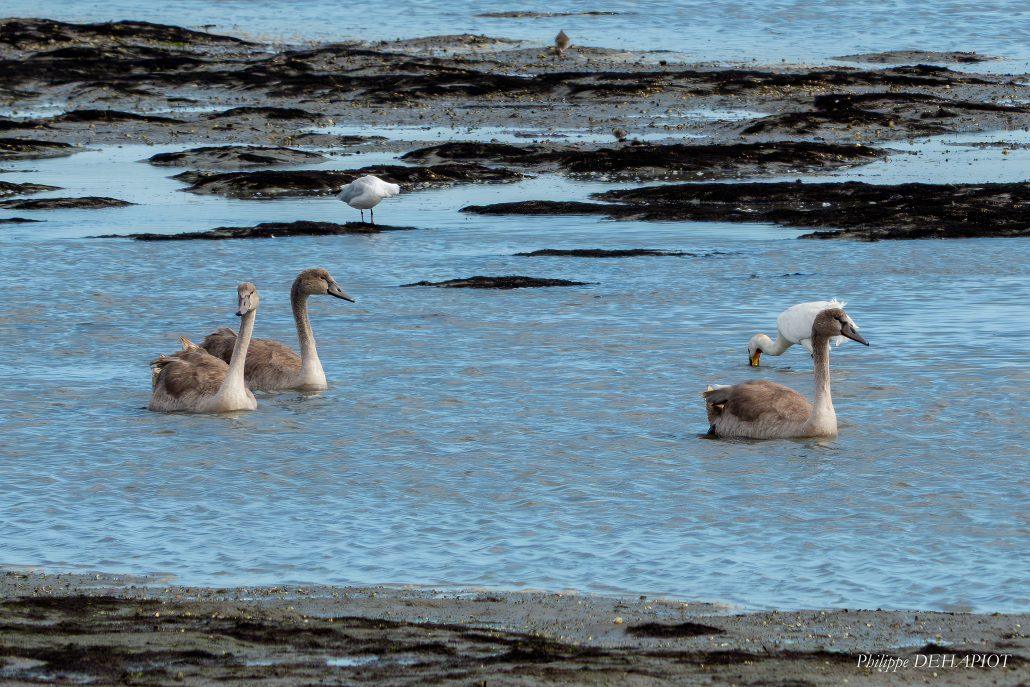 Cygnes tuberculés juvéniles 09-26 Séné