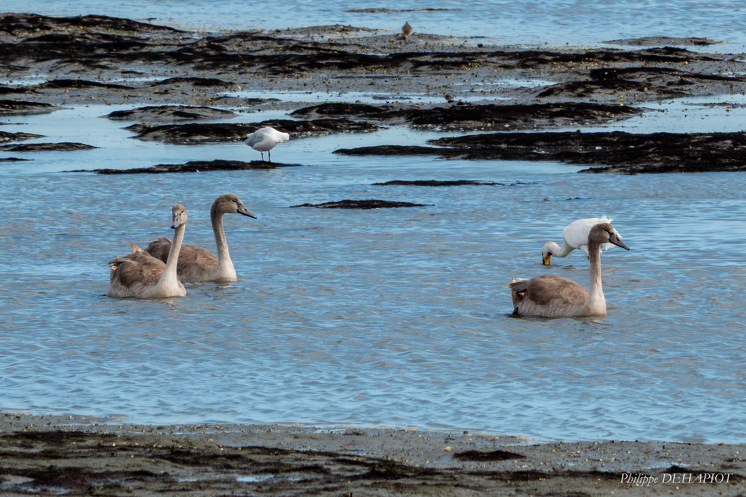Cygnes tuberculés juvéniles 09-26 Séné