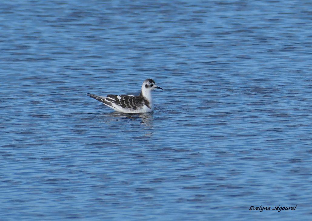 Mouette pygmée 09-26 Sarzeau