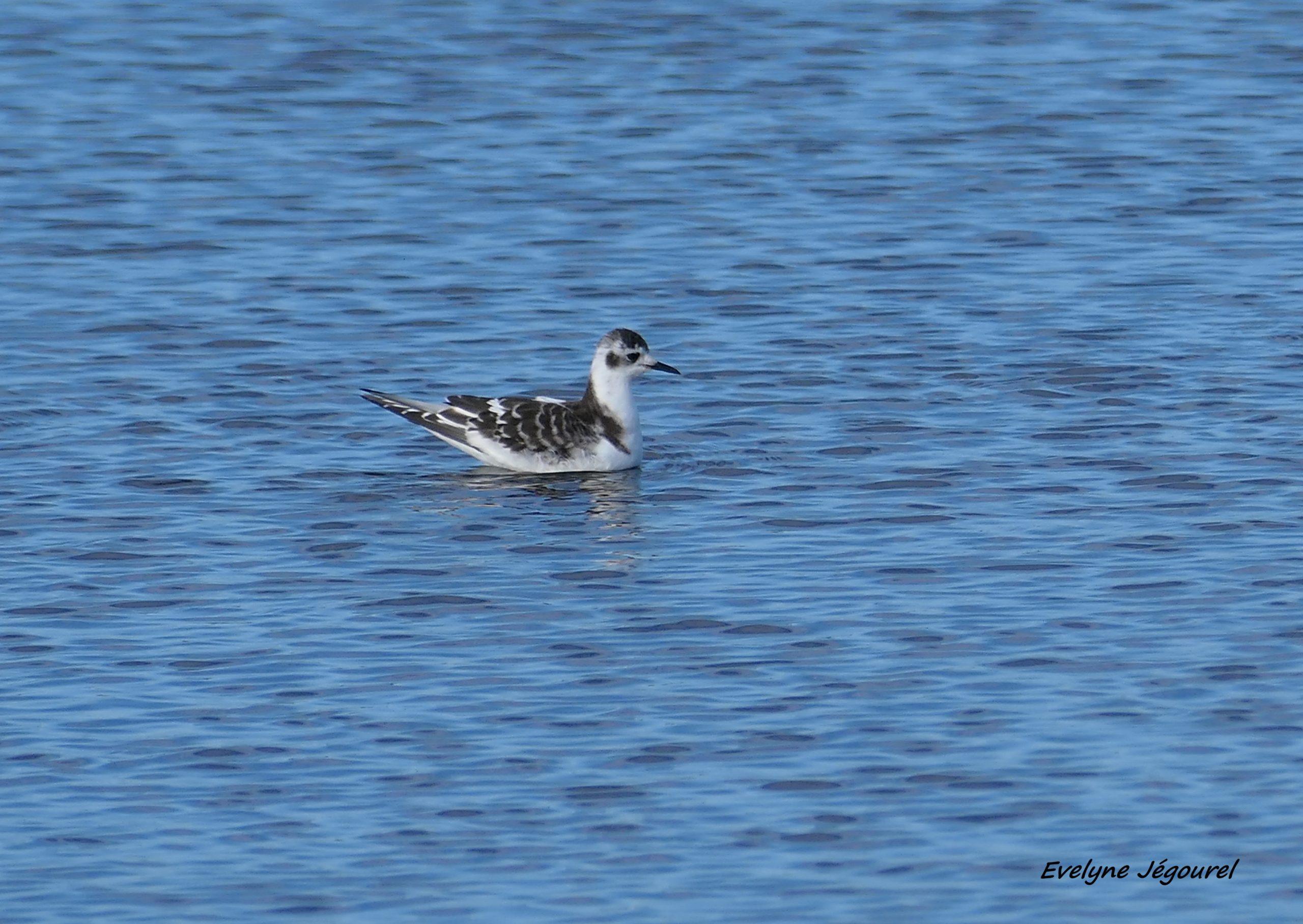 Mouette pygmée 09-26 Sarzeau