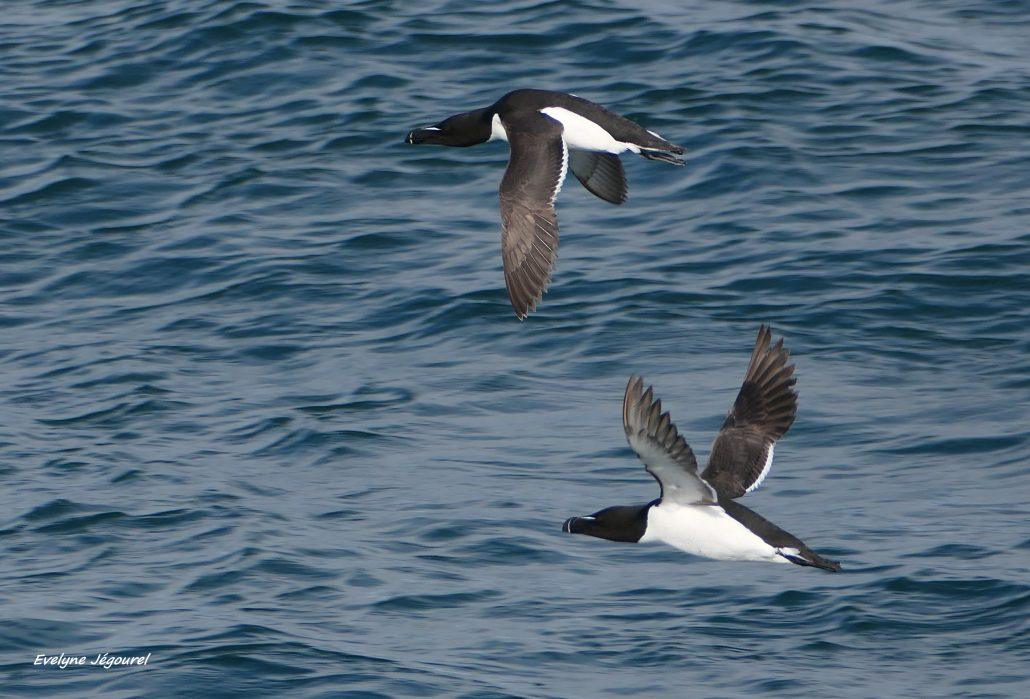 Pingouins tordas 07-26 Perros-Guirec