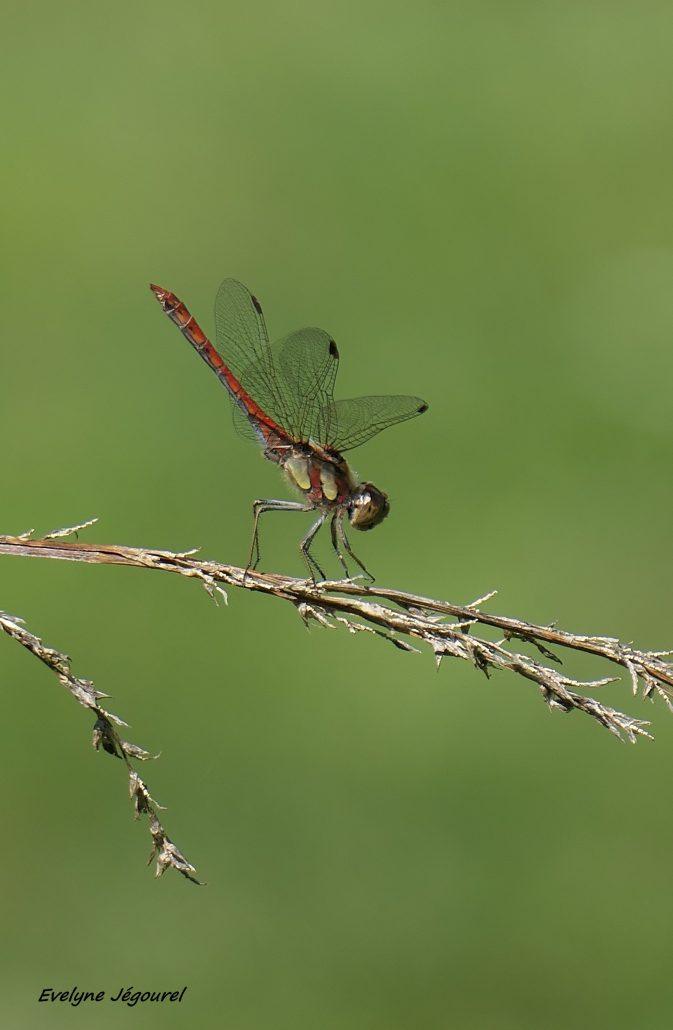 Sympetrum strié 09-26 Saint-Nolff