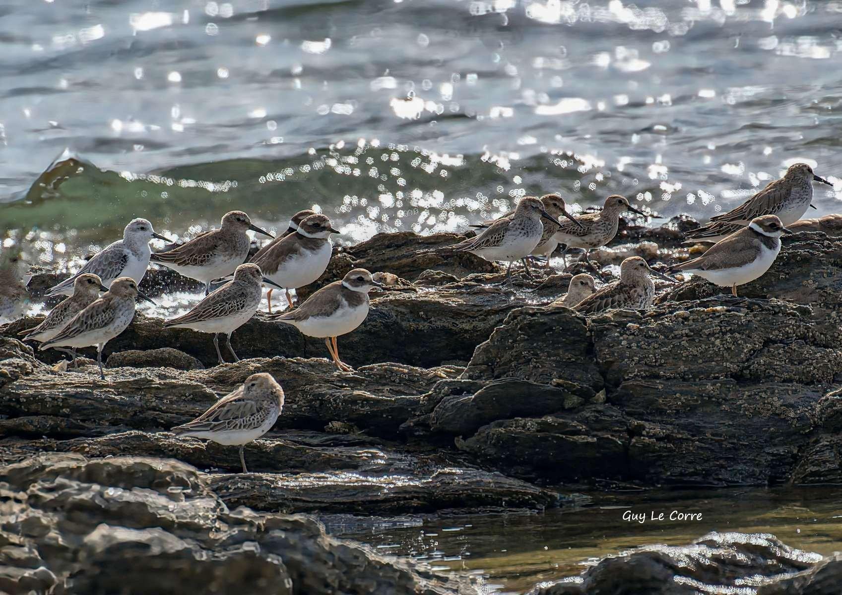 Bécasseaux variables,Sanderling et grands gravelots 10-2026 Penvins