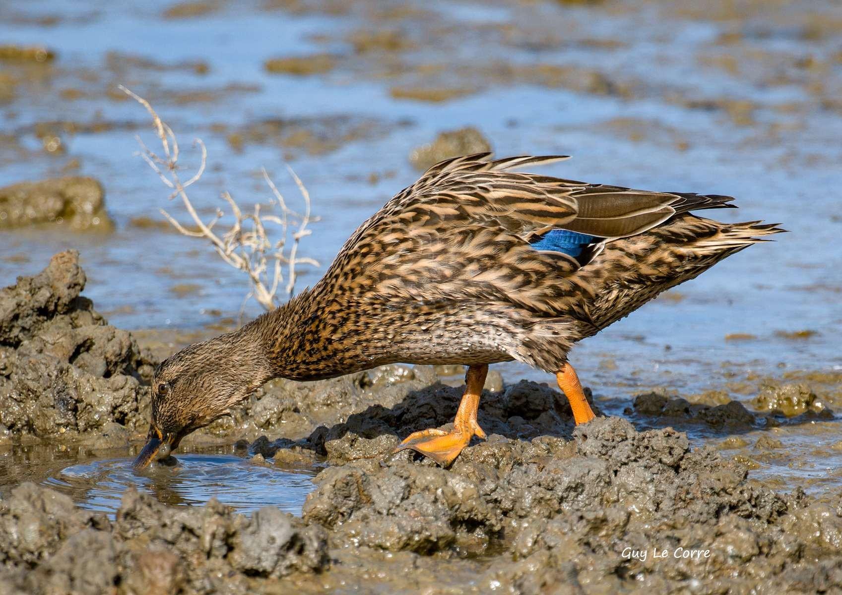 Canard colvert femelle 10-26 Sarzeau