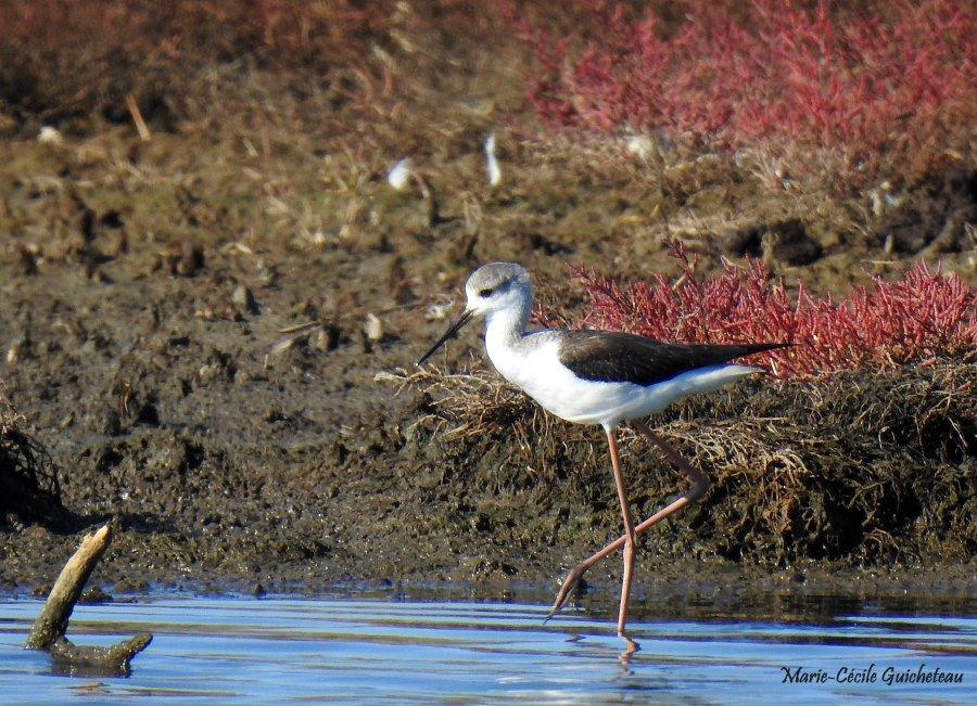 Echasse blanche 10-26 Sarzeau