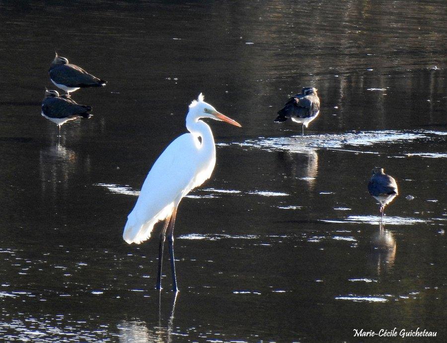 Grande aigrette 10-26 Arzon